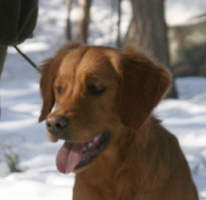 Ludde